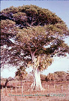 FGM1272 Ficus sp., Sabal mexicana.JPG