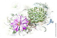 JMRM0019 Ariocarpus kotschoubeyanus.jpg