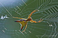 PC0019 Micrathena sp..jpg