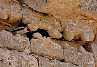 SOVJ0007 Tityra semifasciata.jpg