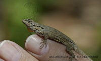 AAKVDH 0326 Urosaurus bicarinatus.JPG