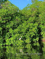 TE001 0225 Hábitat de Crocodylus acutus.jpg