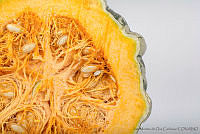 IMDOC2919 Cucurbita pepo.jpg