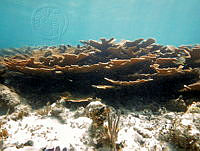 PMC0077 Acropora palmata.JPG