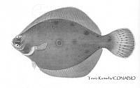 TK0083 Pleuronichthys verticalis.jpg