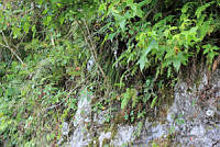 SL0522 Campyloneurum angustifolium.jpg