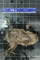 KT014 0146 Vampyroteuthis infernalis.JPG