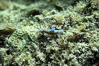 NE018 0799 Felimare porterae.jpg