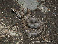LCM0162 Crotalus transversus.jpg
