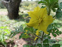 JF140 0300 Solanum rostratum.jpg