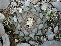 TMRP0001 Ariocarpus retusus.jpg