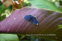 SADR0008 Melanis cephise.JPG