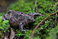 JG02 Rhinophrynus dorsalis.jpg