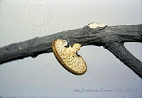 3848 Polyporus alveolaris.jpg