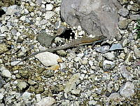 CAR 0029 Aspidoscelis neomexicanus.jpg