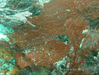 RRR0111 Rhodoglossum sp..JPG