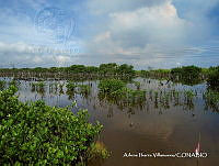 AIV050 Avicennia germinans.JPG