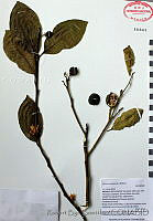 RBB0099 Citrus x sinensis.tif