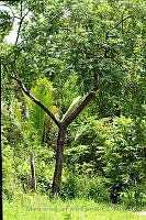 MDLLPG0015 Bursera grandifolia.jpg