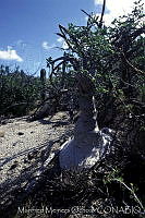 MMO0008 Beaucarnea gracilis.jpg