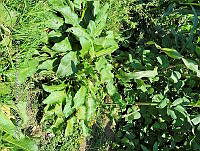 SG019 0094 Rumex crispus.jpg