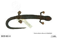 ME006 herp SCLC 0274 Bolitoglossa mexicana - Duméril, Bibron & Duméril, 1854.jpg