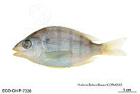 ME006 Peces 040 Archosargus probatocephalus.jpg