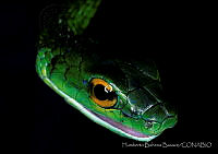 HBB0098 Leptophis ahaetulla.jpg