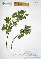 DZAJ1260 Arctostaphylos pungens.JPG