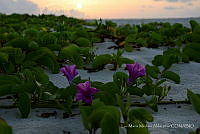 LMMA001 Ipomoea pes-caprae.jpg