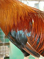 CGL1094 Gallus gallus.jpg