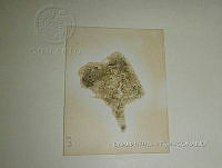 KT016 0059 Heteroleibleinia infixa.jpg