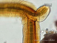KT018 0205 Petalonema alatum.jpg