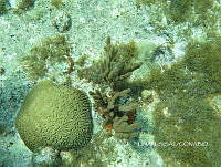 NE018 0412 Diploria labyrinthiformis.jpg