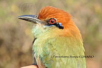 HJ6- 0329- Momotus mexicanus.jpg