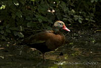 MASM05021 Dendrocygna autumnalis.jpg