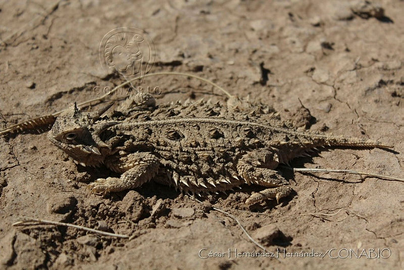 CHH0057%20Phrynosoma%20cornutum.jpg.iSeUur31MUOBtTNjQA3g0JtbmFja29CbnFuZ3NAbXJ6LGtwZQA. Udb3n3mgX