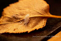 JLLL002 Pseudococcidae.jpg