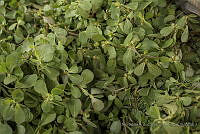 IMDOC3185 Portulaca oleracea.JPG