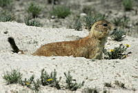CNS0276 Cynomys mexicanus.jpg