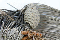MASM06839 Pinus pringlei.jpg