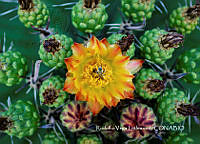 MN6PyH0020 Ferocactus herrerae.jpg