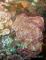 CF009 Mesophyllum megagastri.jpg