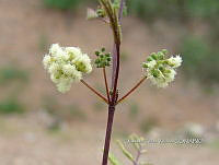 OTVBK029 0014 Acaciella angustissima.jpg
