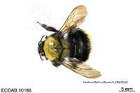 ME006 Abejas 0042 Bombus mexicanus Cresson, 1878.jpg