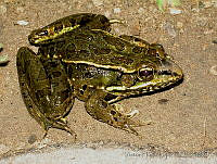 VHL0293 Rana forreri.jpg