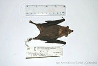 AAGC0057 Leptonycteris curasoae.jpg
