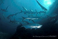 IDG0584 Megalops atlanticus.jpg