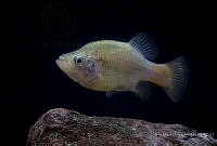 IMDOC2351 Xenotoca eiseni.jpg