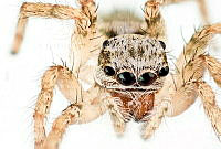 HBB003 Araneae.jpg